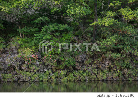 池の対岸のツツジ　遠景 15691390