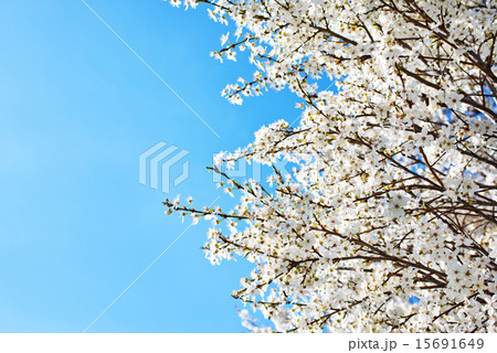 nature background nature background 15691649