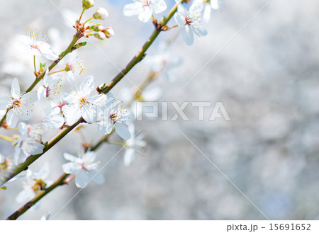 nature background nature background 15691652