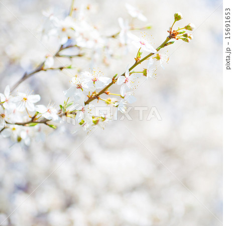nature background nature background 15691653