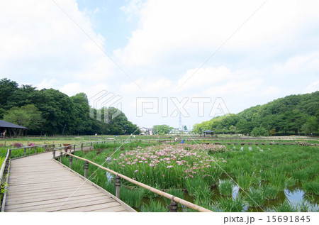 北山公園と八国山緑地（横位置） 15691845