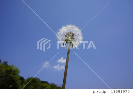 タンポポの種 15691979