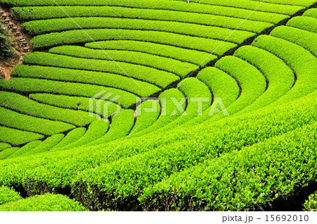 宇治茶の郷　和束の茶畑 15692010