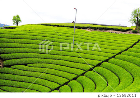 宇治茶の郷 和束の茶畑の写真素材