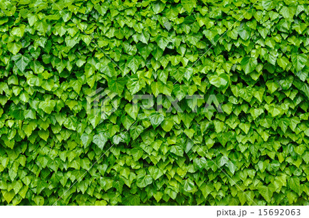Green ivy background 15692063