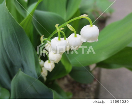 すずらん ／ Lily of the valley 15692080