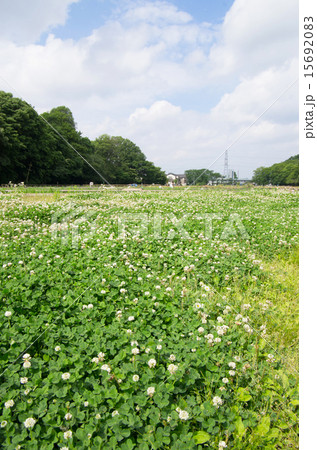 北山公園のシロツメクサ（縦位置） 15692083