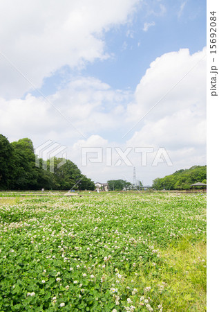 北山公園のシロツメクサ（縦位置、空半分） 15692084
