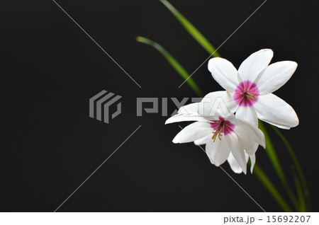 イキシア 15692207