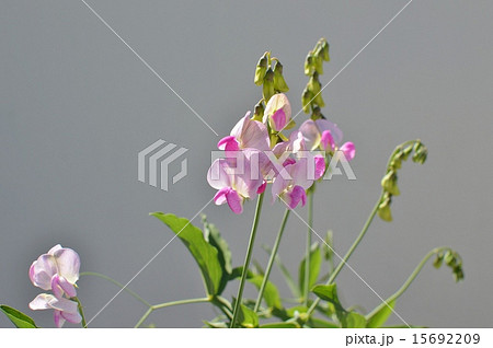 サマースイートピー 15692209