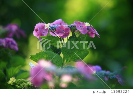 紫陽花 15692224