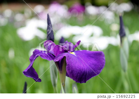 菖蒲 15692225