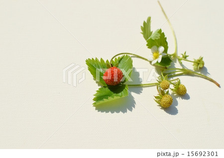 ワイルドストロベリー　 15692301