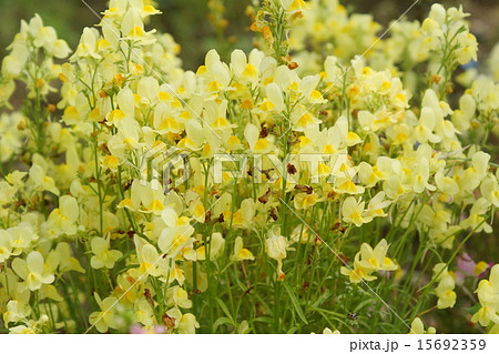 リナリア 黄色花の写真素材