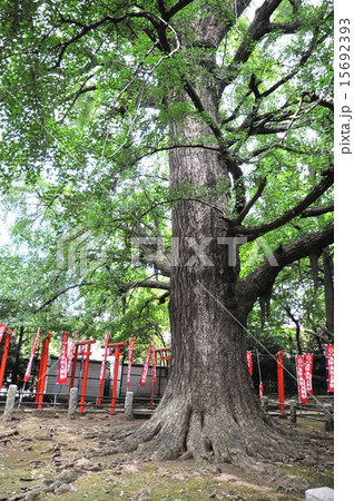 雑司ヶ谷鬼子母神　公孫樹銀杏 15692393