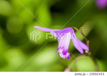 かれんな花 15692453