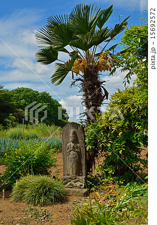 見沼田圃：地蔵尊のある風景　片柳にて 15692572