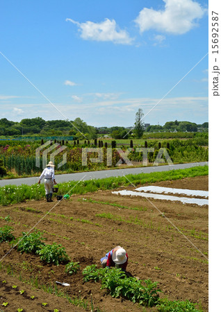 見沼田圃:農作業 西山新田にて 見沼田圃:農作業 西山新田にて 15692587