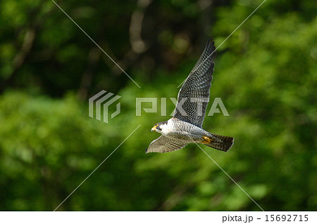 ハヤブサ 15692715