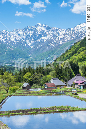 北アルプスと水田【長野県白馬村・青鬼集落】 15694034