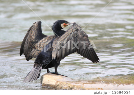 羽を乾かすカワウ 15694054