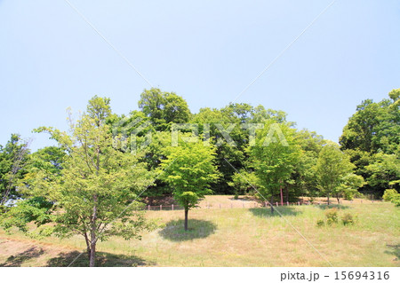 新緑の公園 新緑の公園 15694316