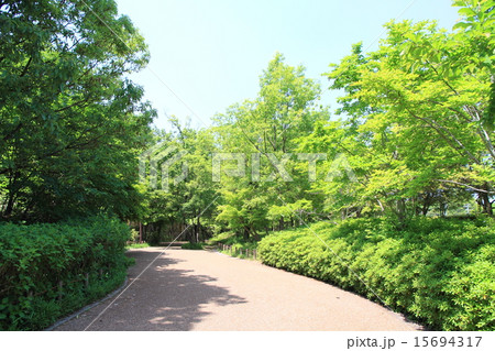 新緑の公園 15694317