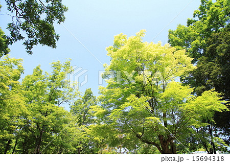 新緑の公園 新緑の公園 15694318