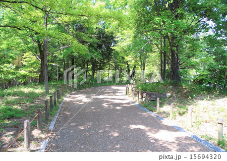 新緑の公園 15694320