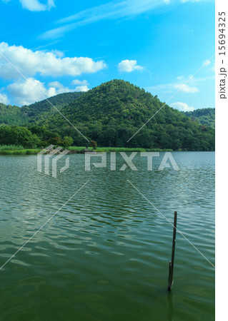 京都　広沢池 15694325