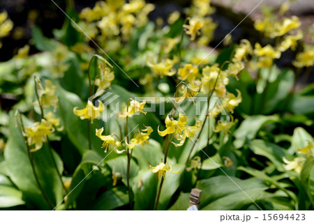 黄花カタクリ 黄花カタクリ 15694423