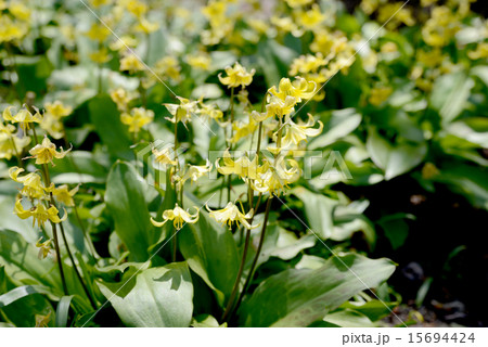 黄花カタクリ 黄花カタクリ 15694424