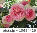 大輪のバラ 15694429