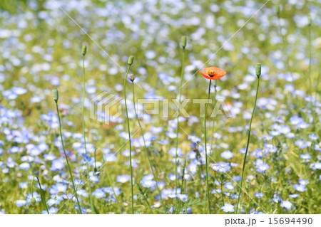 ポピーの花 15694490