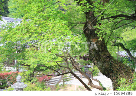 若葉の季節 15694899