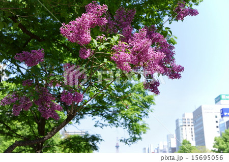 大通公園のライラック 15695056
