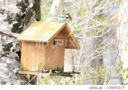 巣づくり 巣づくり 15695337