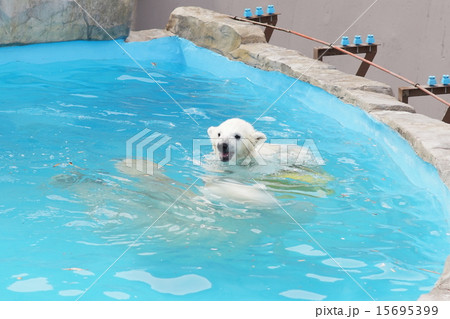 シロクマ 15695399