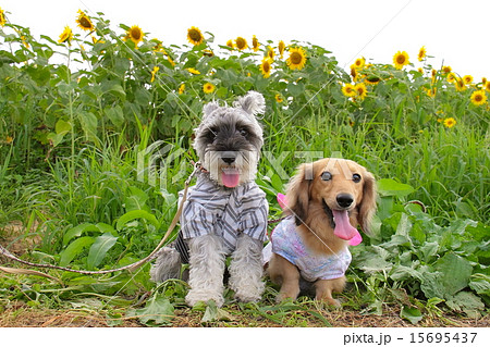 ミニチュアダックスとミニチュアシュナウザー2匹の犬の可愛い写真の写真素材