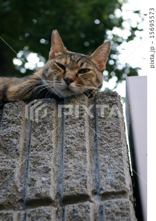 塀の上の猫 15695573
