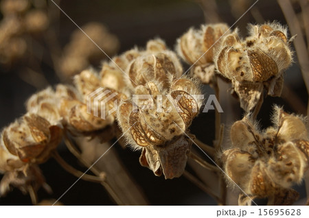 スイフヨウ 15695628