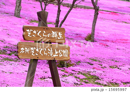 芝ざくら公園 15695997