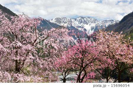 赤石岳の春 赤石岳の春 15696054