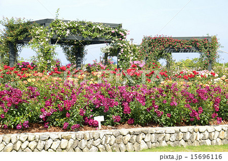 水俣エコパークバラ園 15696116