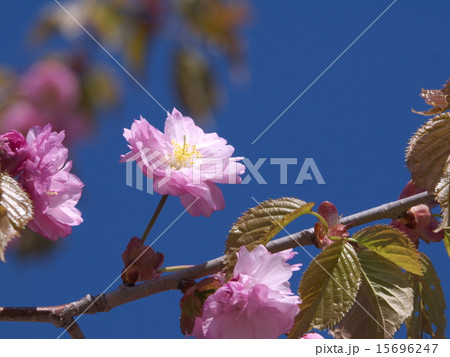 釧路八重 釧路八重 15696247