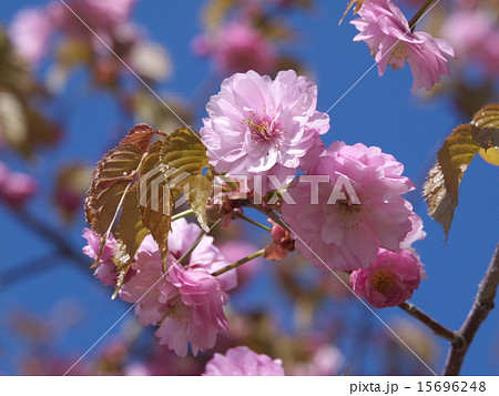 釧路八重 15696248