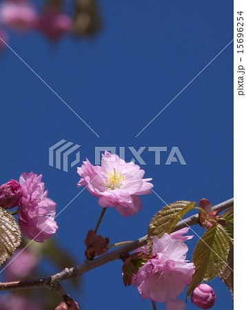 釧路八重 15696254