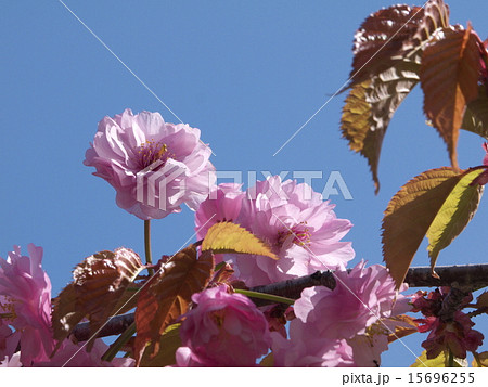 釧路八重 15696255