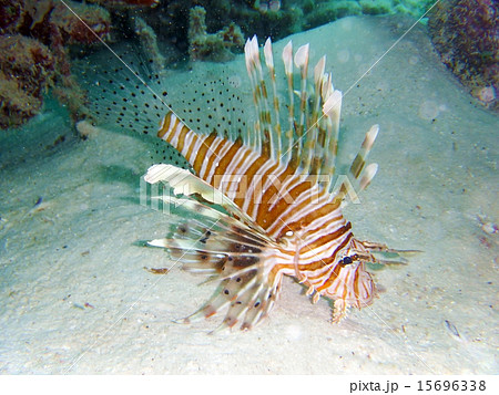 モルディブの魚 カサゴ の写真素材