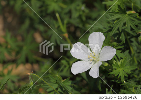 ゼラニウム・サングイネウムの白花 15696426